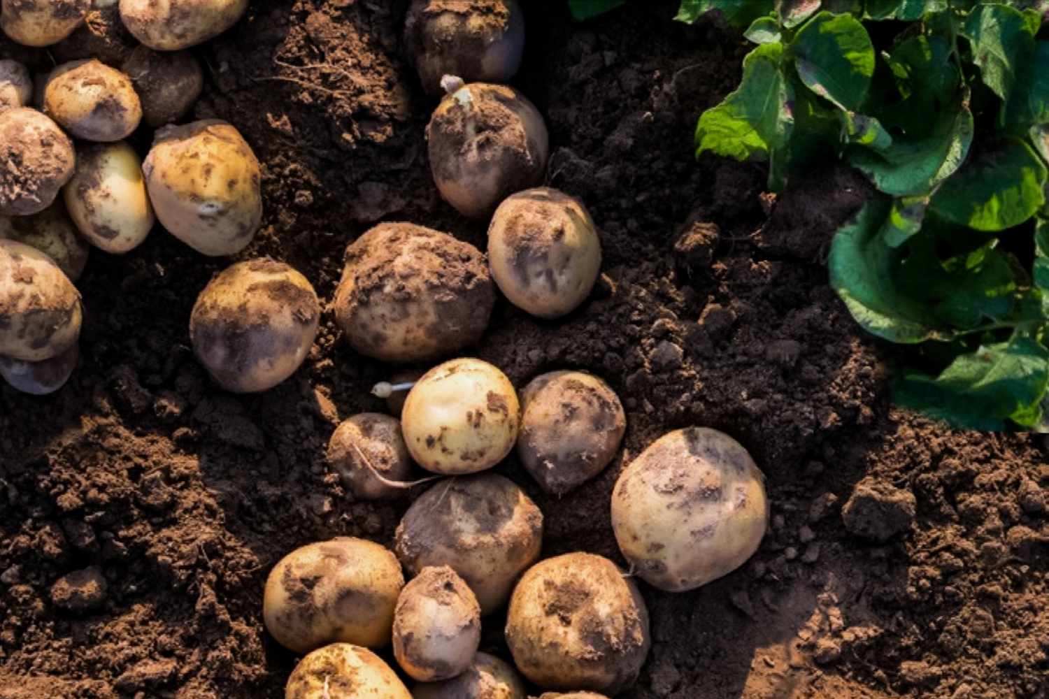 Melhores e piores plantas companheiras de batata