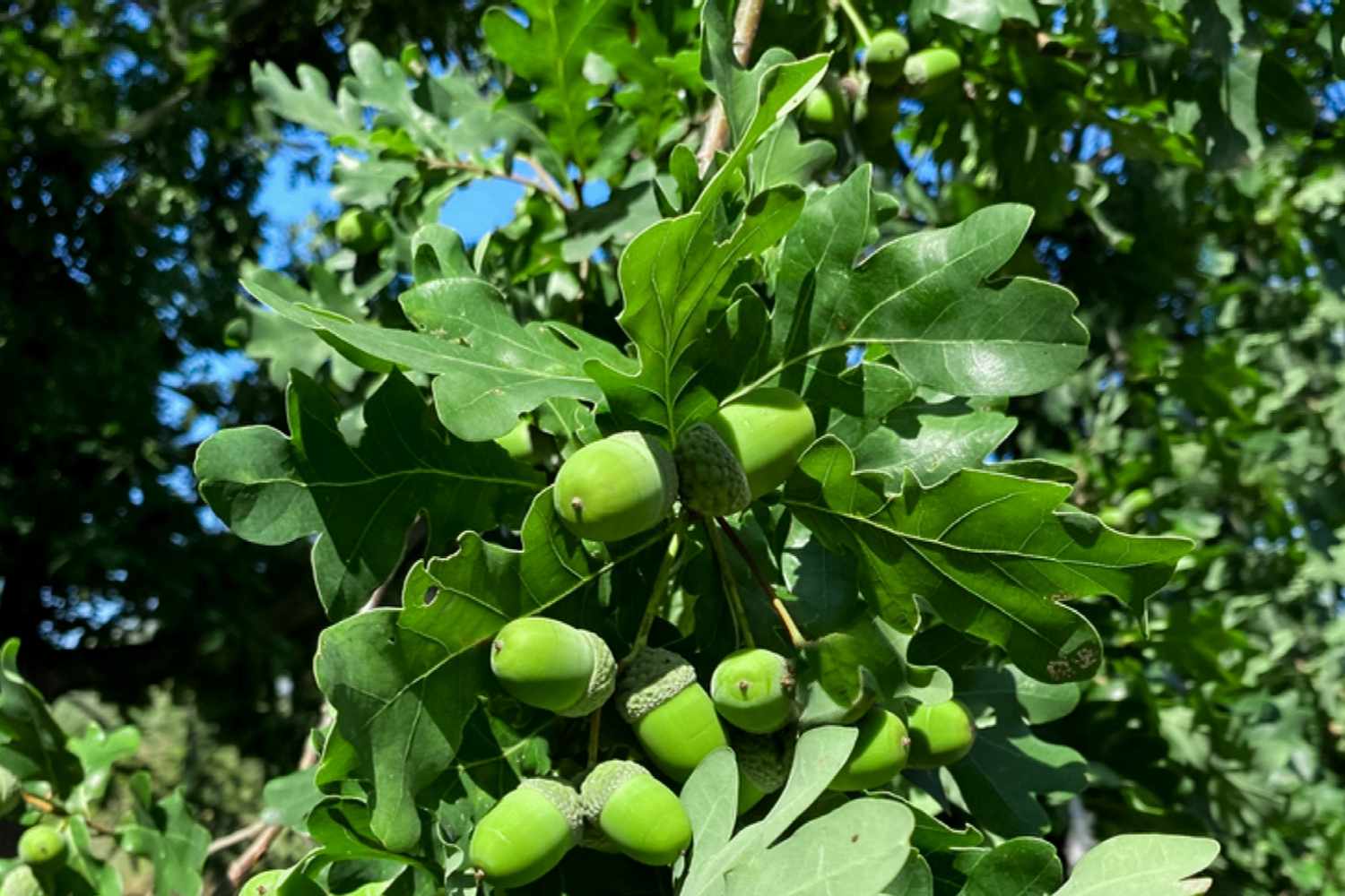 Stieleichenast mit grünen Eicheln unter großen Blättern