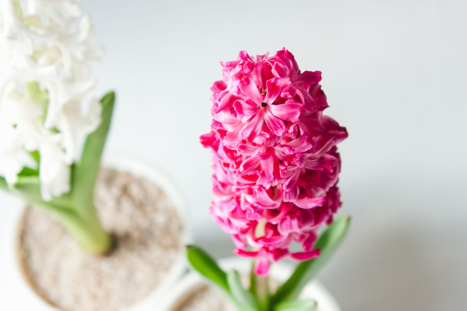 closeup of pink hyacinth