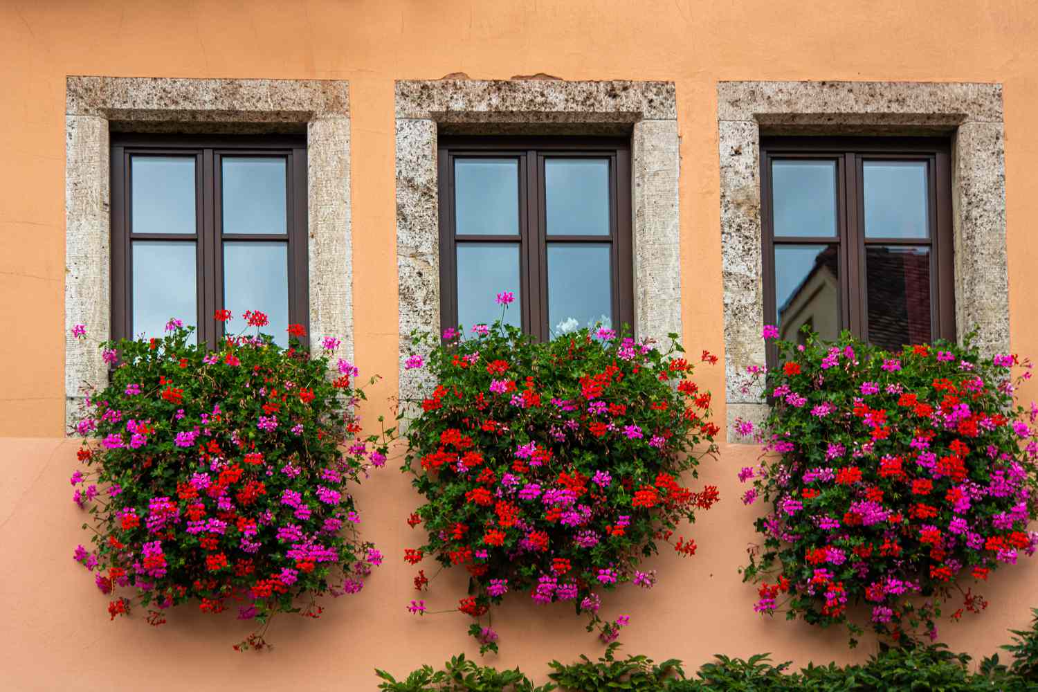 Plantes de géranium lierre suspendues à l'extérieur des appuis de fenêtre avec des fleurs roses et rouges