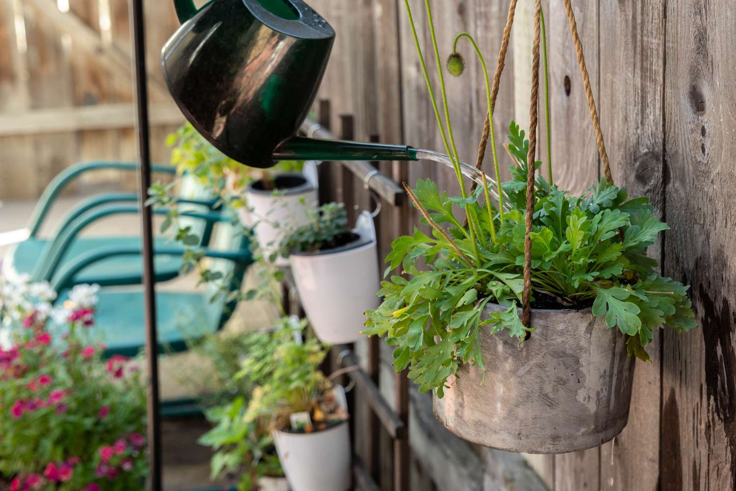 Black watering can pouring water deeply into hanging plant with cement hanger