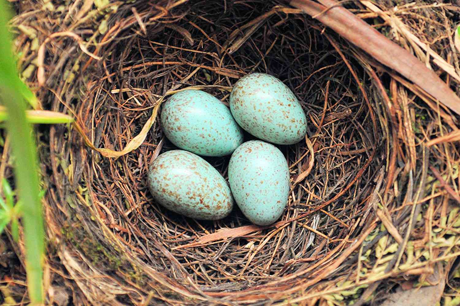 Vogelnest mit Eiern