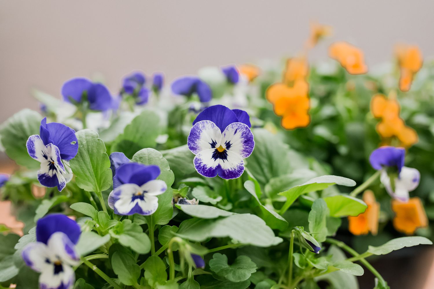 Violas : Guide de culture et de soin des plantes