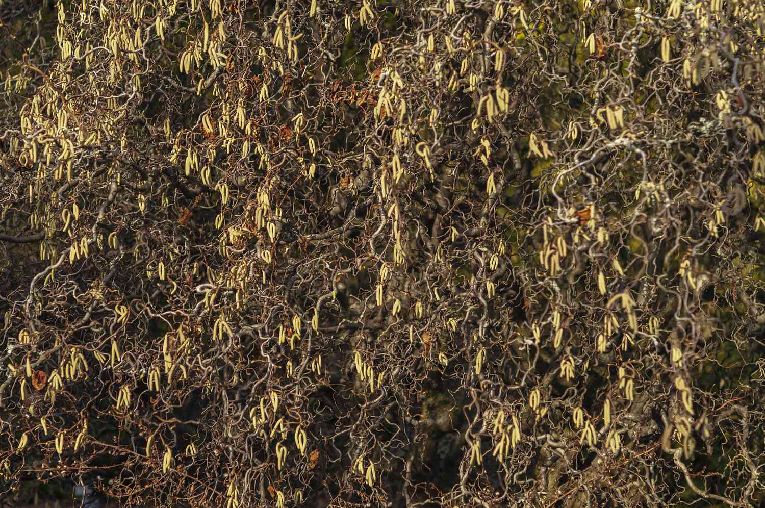 Harry lauder's walking stick shrub with yellow stems