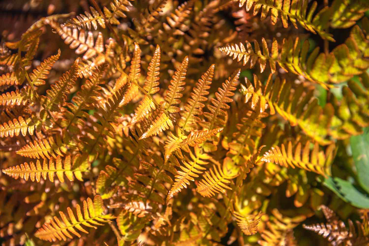 Autumn fern coppery-yellow fronds in sunlight 