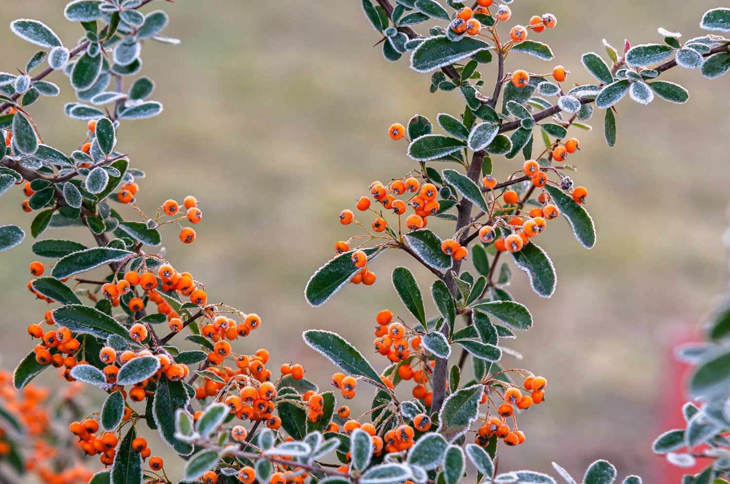 Zweige des Feuerdornstrauchs mit orangefarbenen Beeren und mit Reif bedeckten Blättern