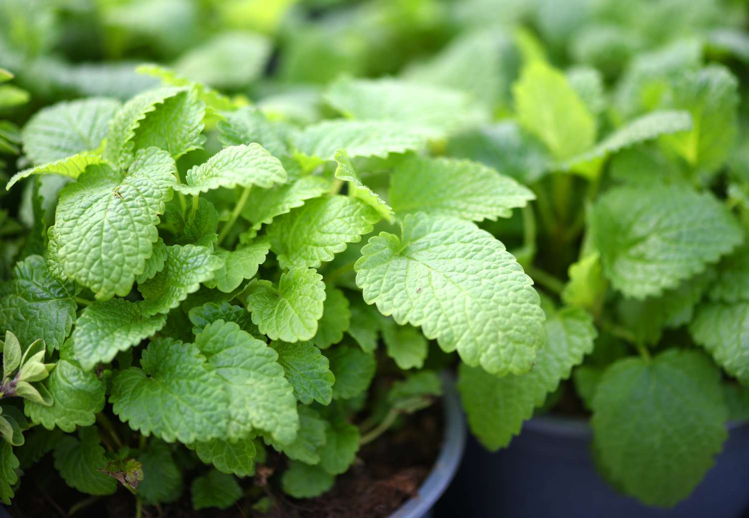 Lemon balm plant with small veined leaves closeup