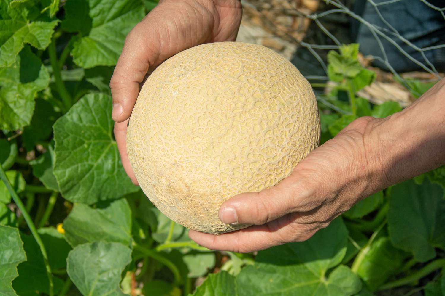 Cantaloupe fruit being held in hands over leaves