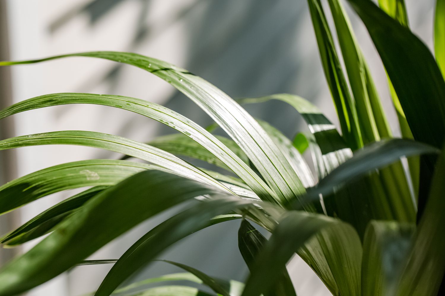 closeup of kentia palm fronds