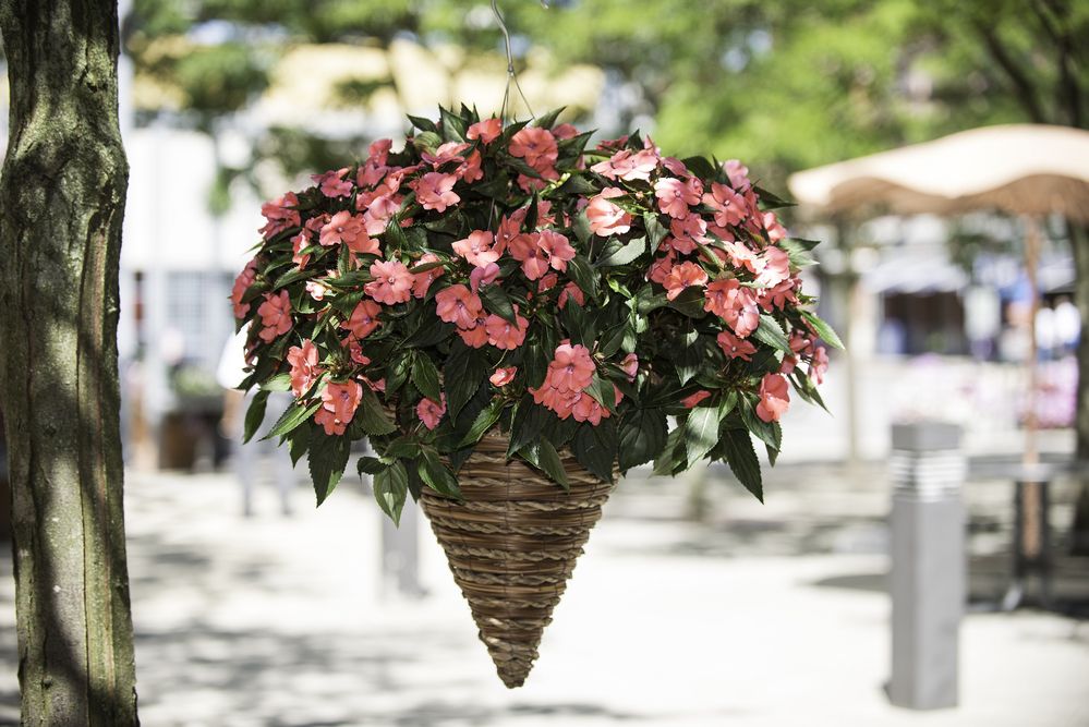 'Spreading Shell Pink' impatiens com flores rosa