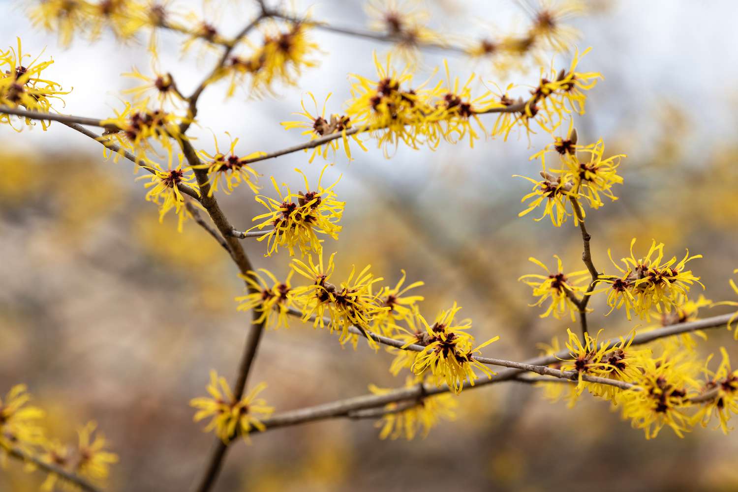 Árvore de hamamélis com pétalas amarelas em forma de franja em galhos nus