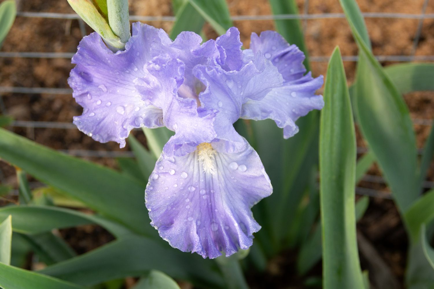Cómo dividir las plantas de iris barbudo