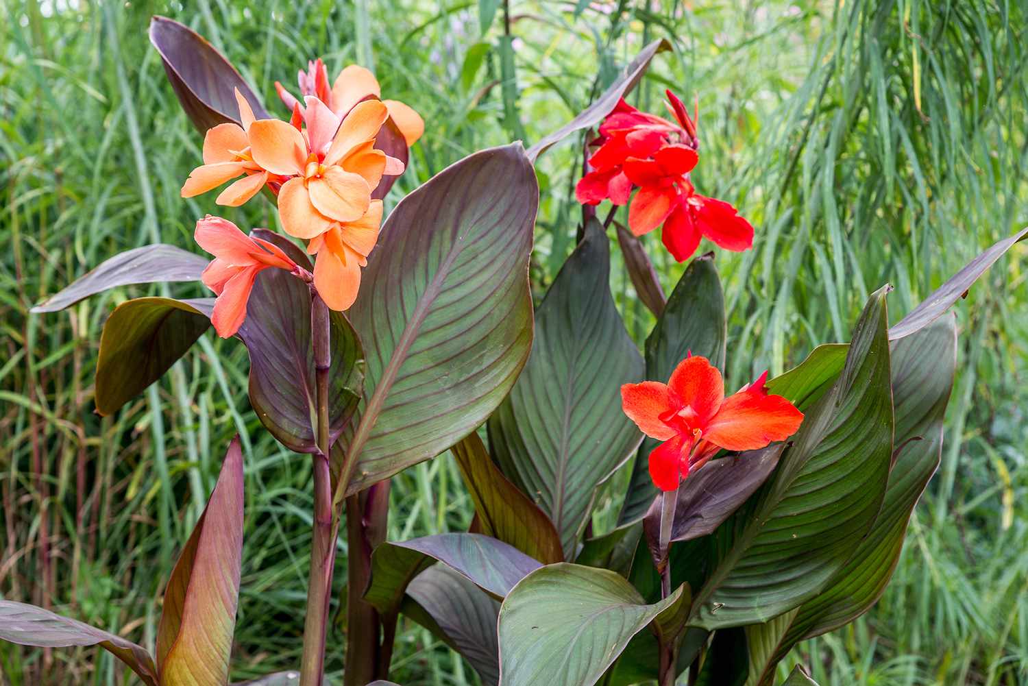 orange und rote Canna-Lilien
