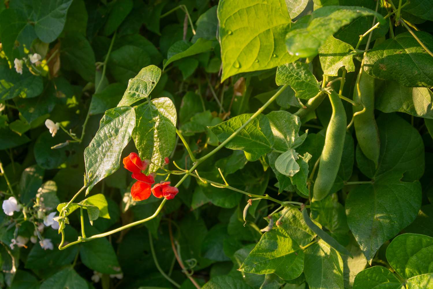 Scarlet runner heirloom pole bean plant with red flowers on end of stem and green bean pods hanging