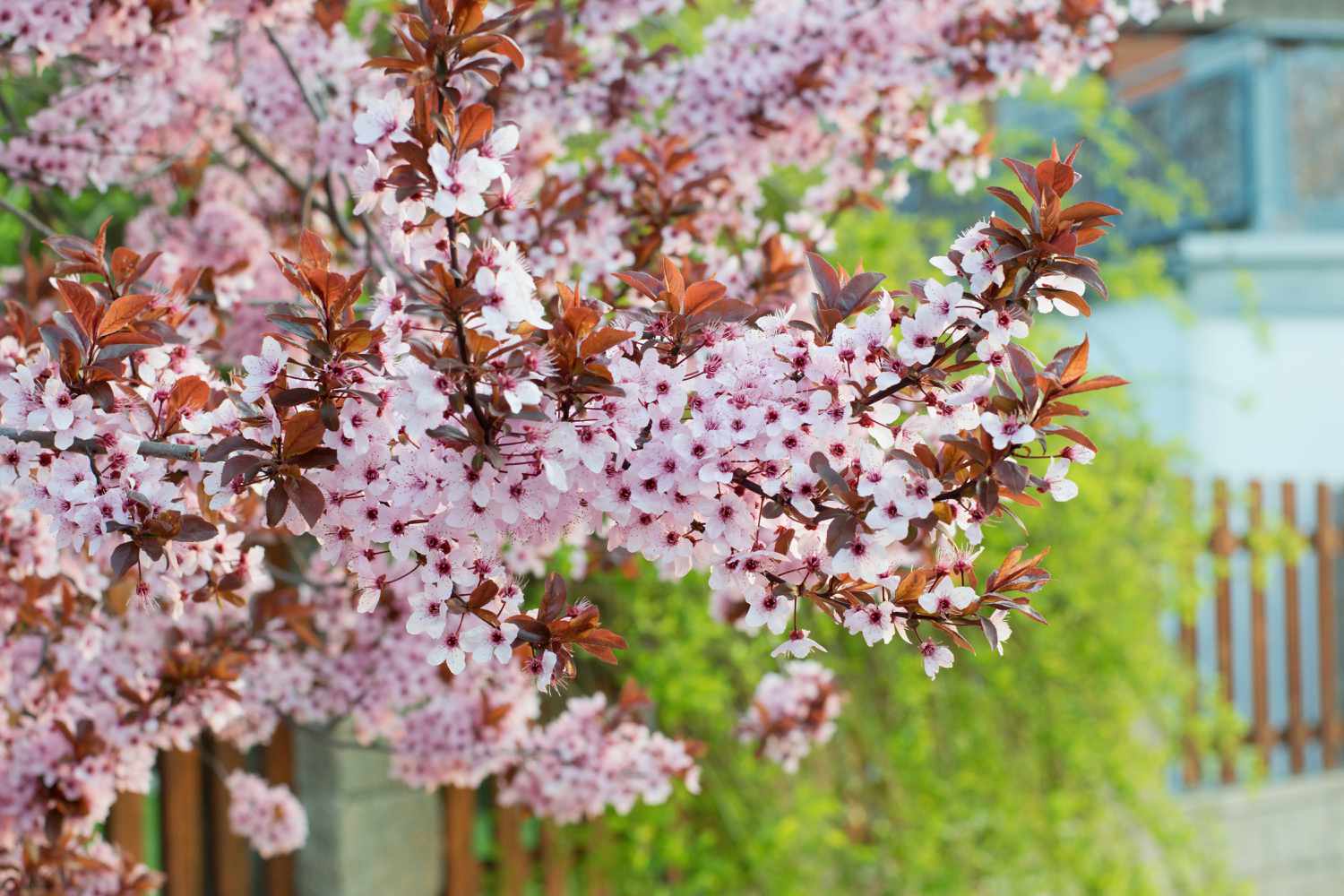 Prunus cerasifera Baum blüht im Frühling