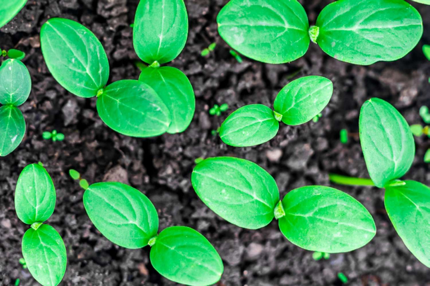 Sprouting plants