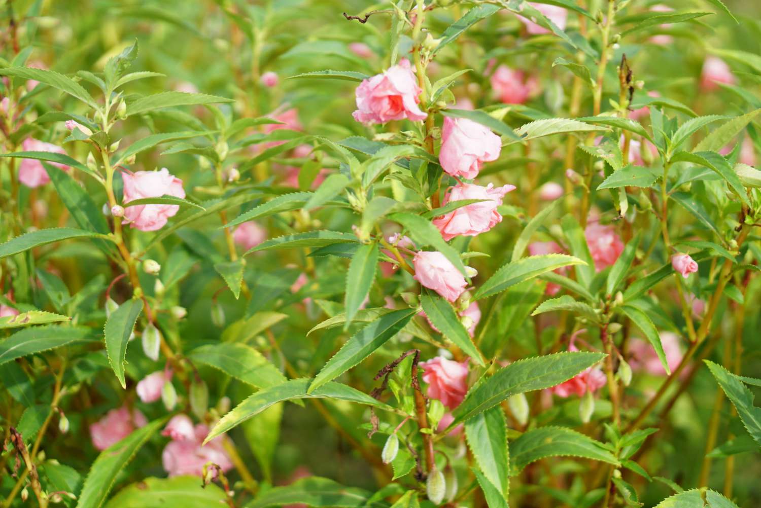 Anbau und Pflege von Gartenbalsam (Rosenbalsam)