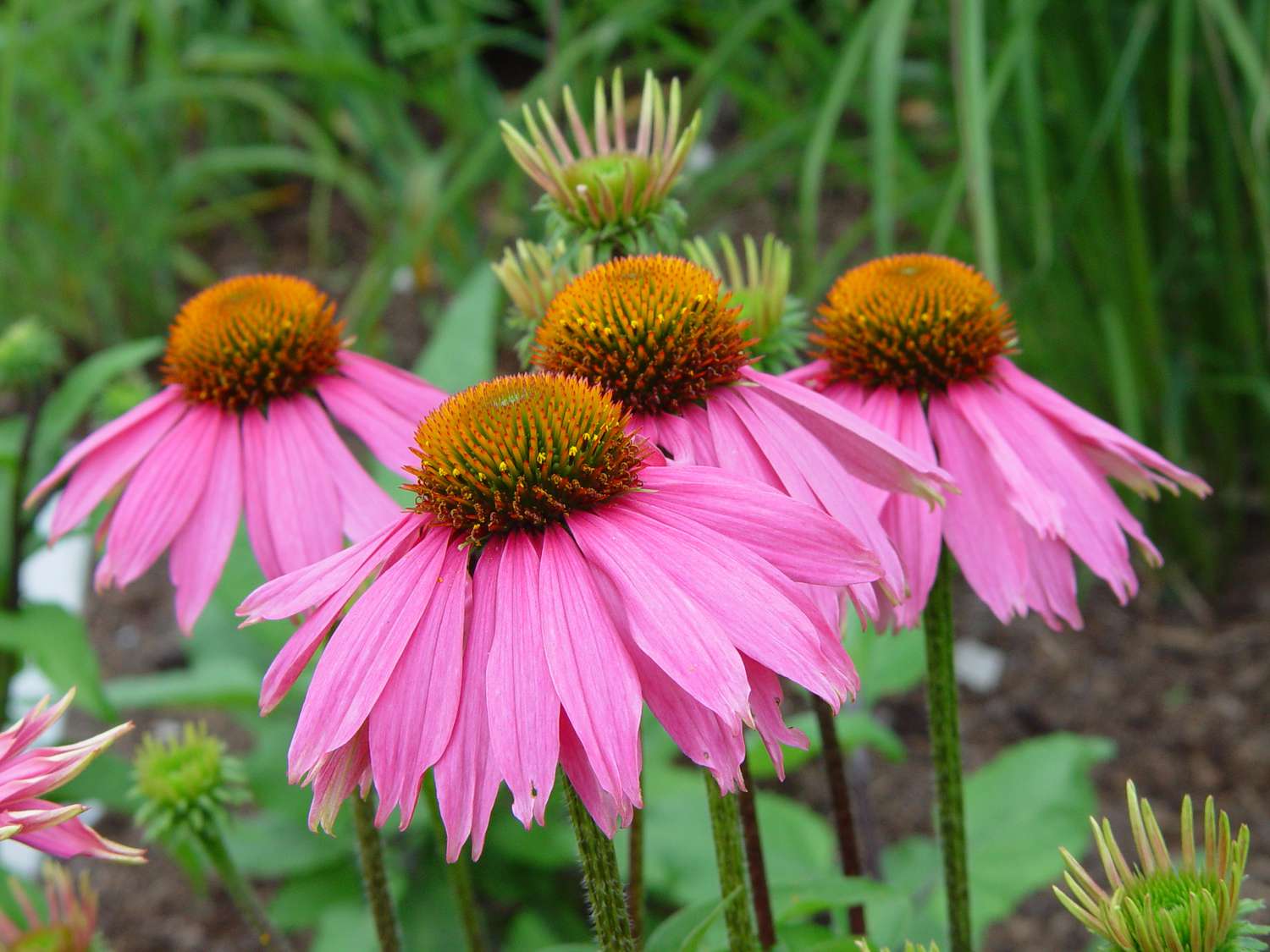 Kim's Knee High coneflower