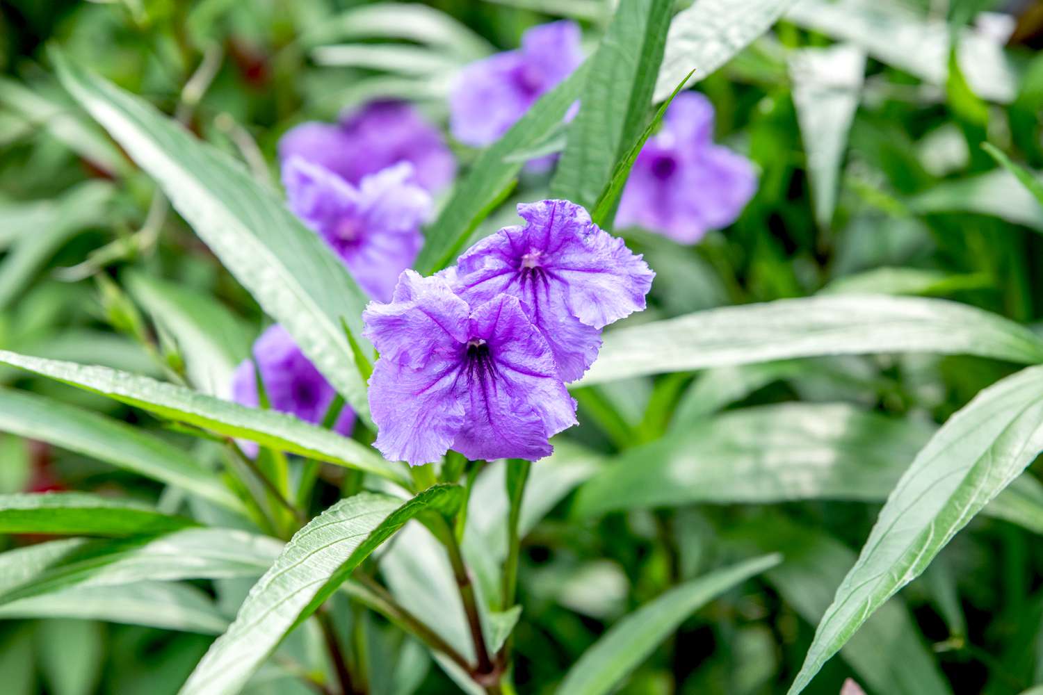Planta de petunia mexicana con flores de color púrpura intenso en un tallo con largas láminas foliares