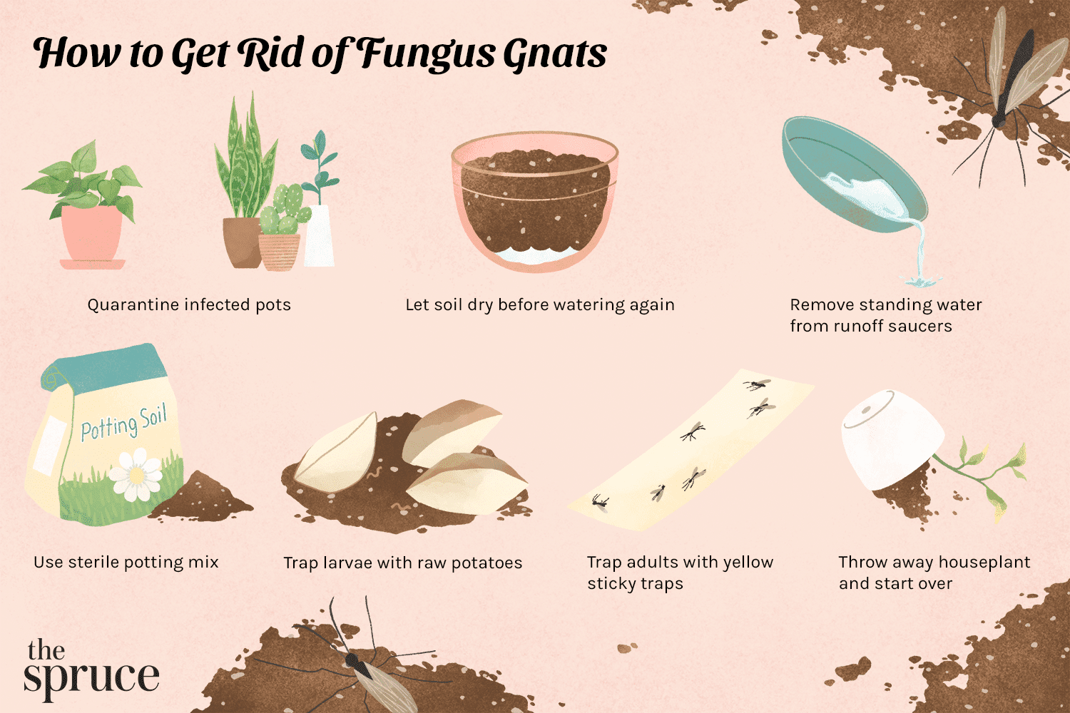 Comment se débarrasser des moucherons fongiques dans les plantes d’intérieur naturellement
