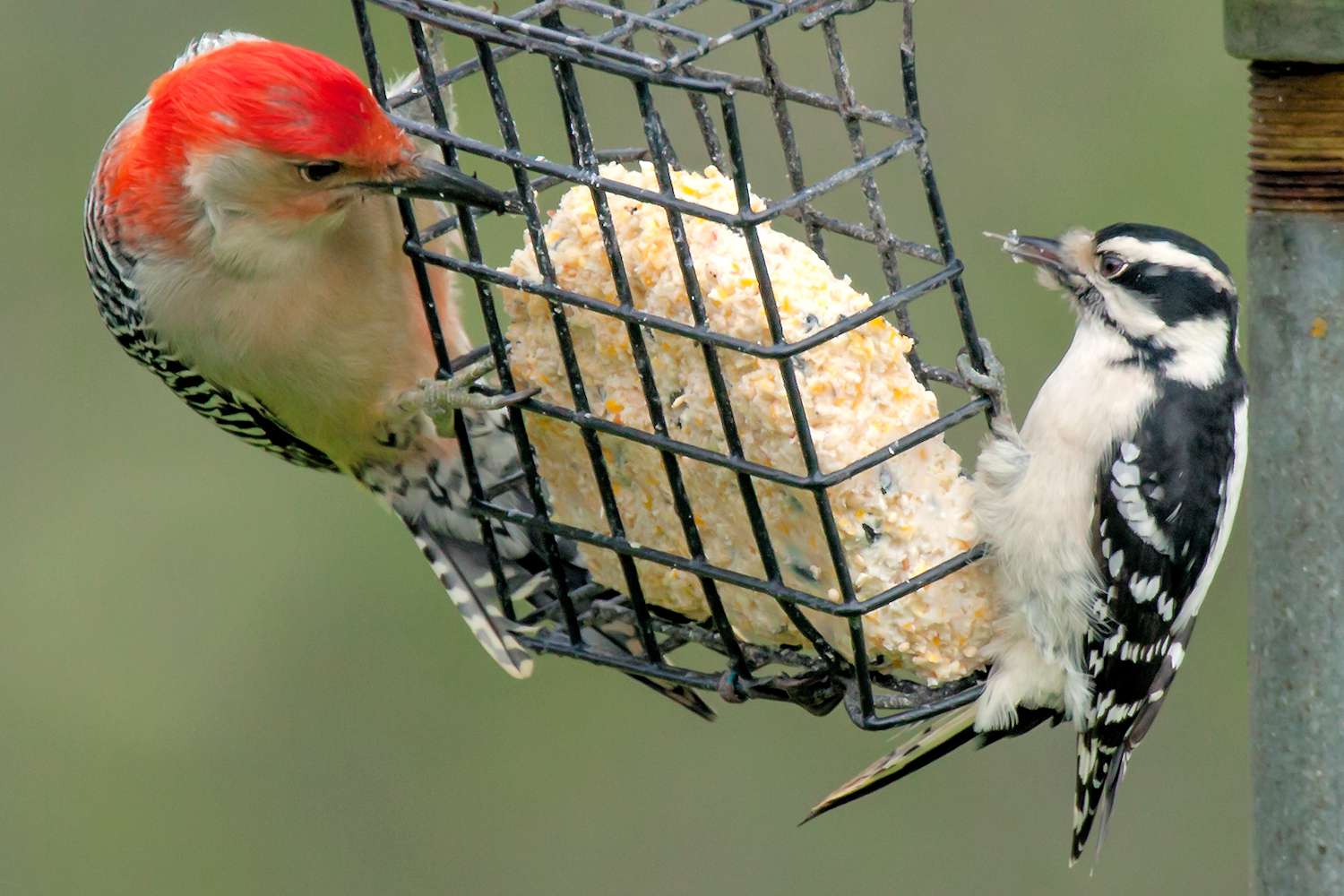 Spechte fressen Suet