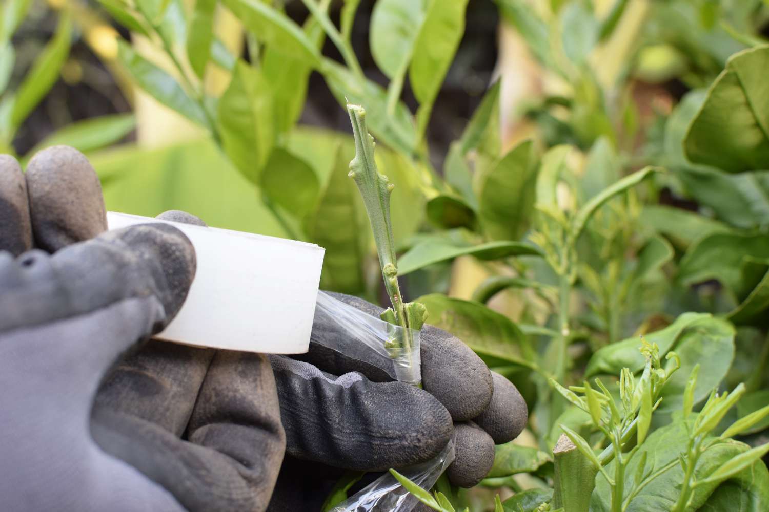 Botões de enxerto ao redor do caule da planta com fita adesiva com luvas