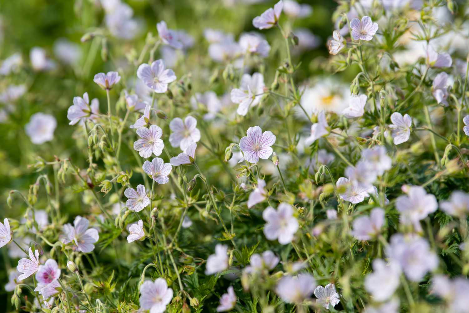 Géranium sauvage : Guide de culture et d’entretien des plantes indigènes