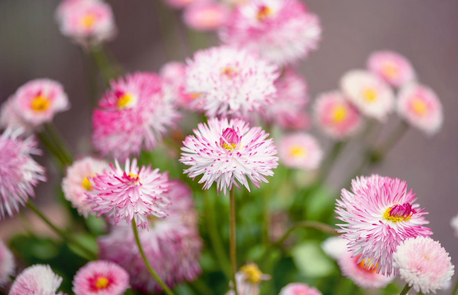 Englische Gänseblümchen mit weißen und rosafarbenen gerüschten Blütenblättern an dünnen Stielen