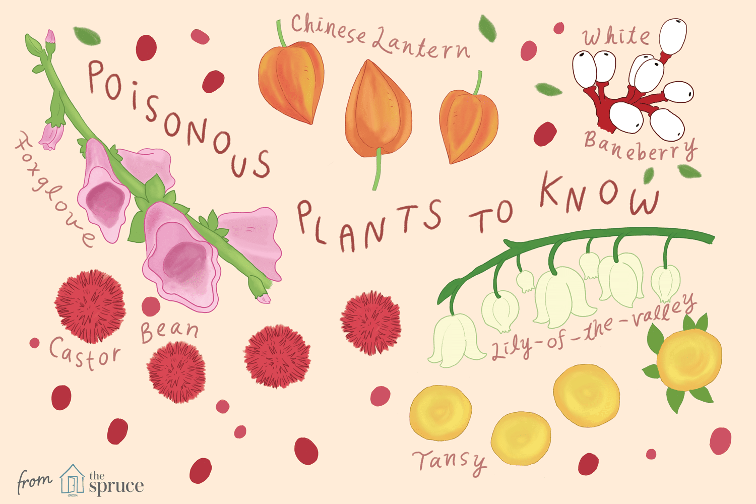 Illustration der Arten von giftigen Pflanzen, die man kennen sollte