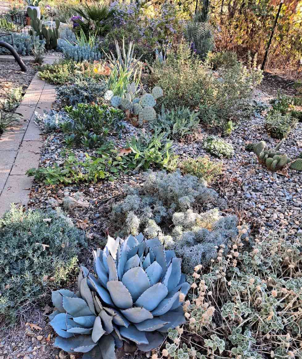 agave azul-claro e folhagem azul-prateada e seixos cinza no jardim do deserto