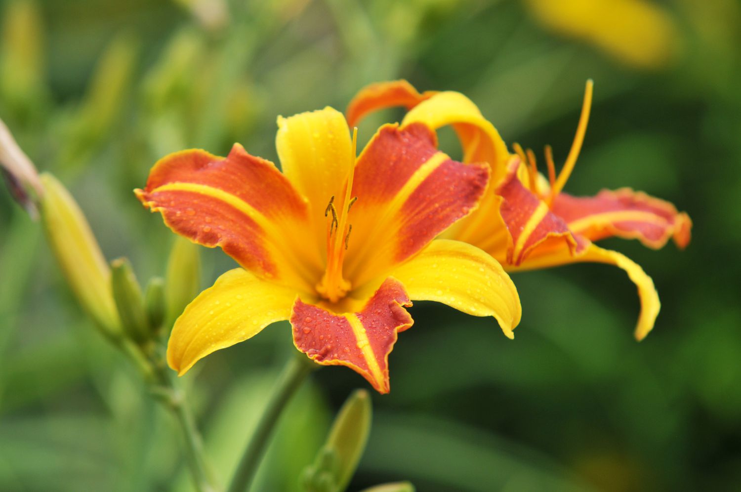 Hemerocallis day lilies com flores amarelas e vermelhas com botões