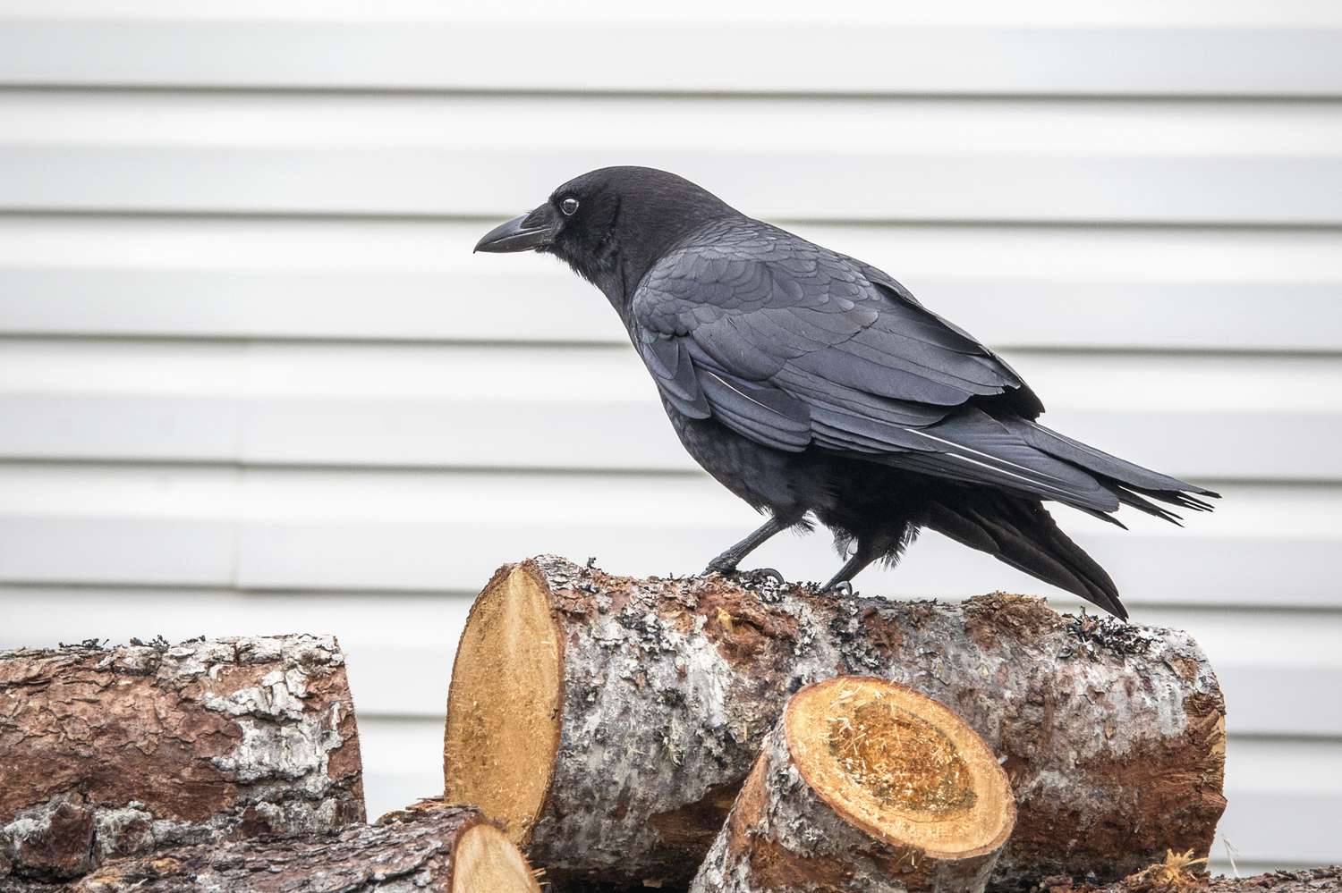 American Crow