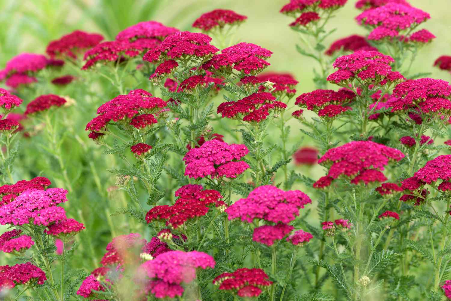 Schafgarben-Achillea-Pflanze mit leuchtend rosafarbenen, abgeflachten Blütenbüscheln auf hohen Stielen