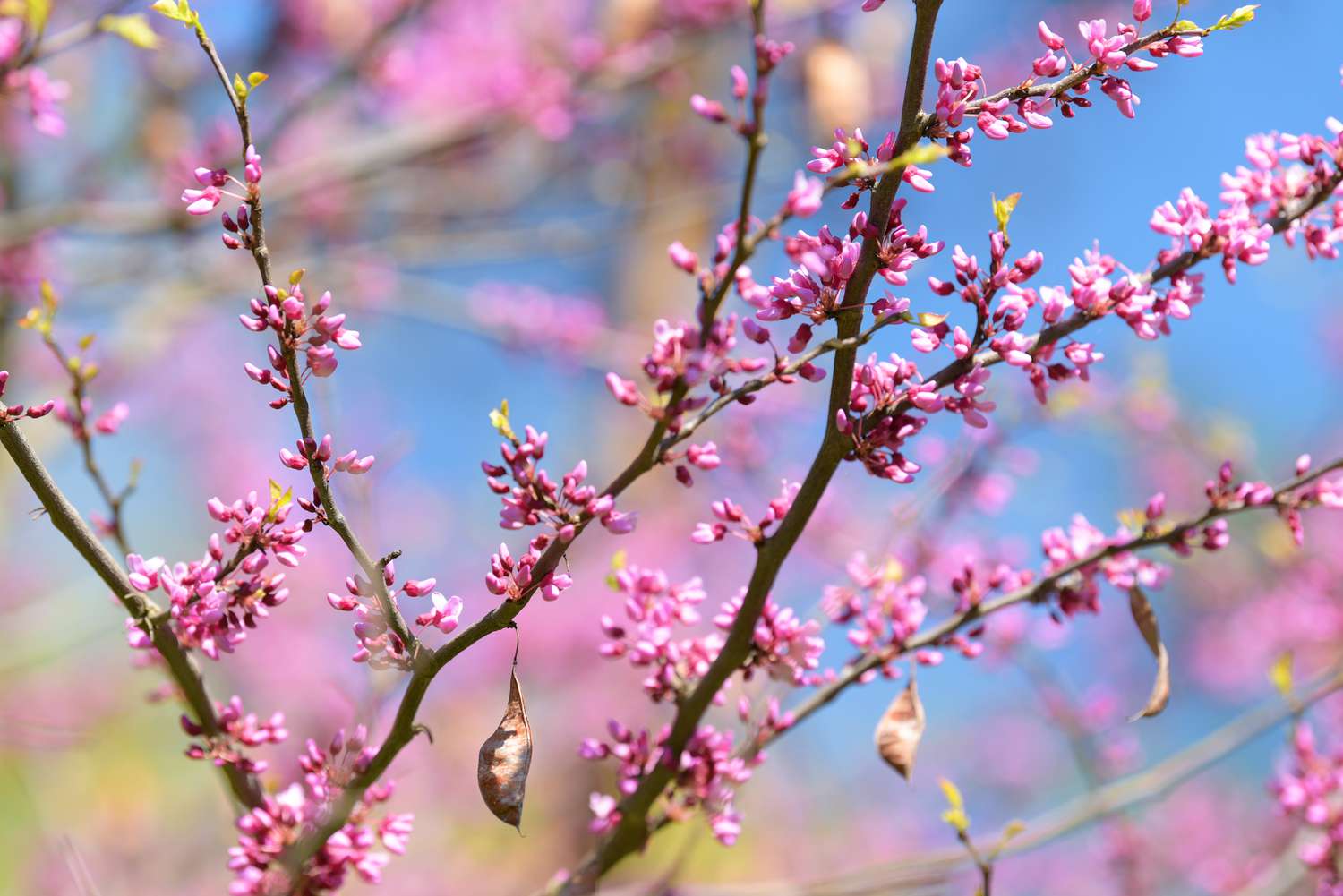 Zweige der Östlichen Rotbuche mit winzigen rosa Blüten für Kolibris
