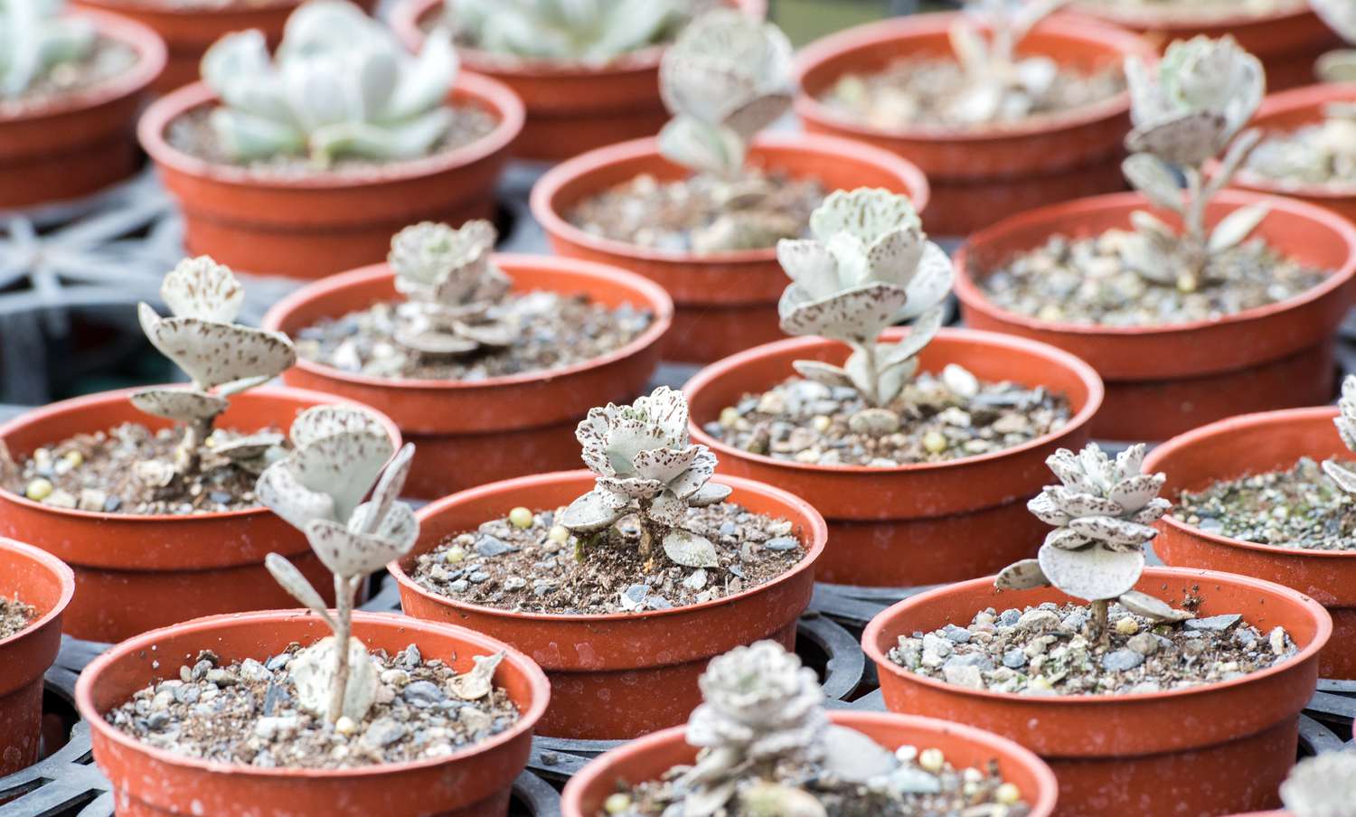 Pies From Heaven (Kalanchoe rhombopilosa)