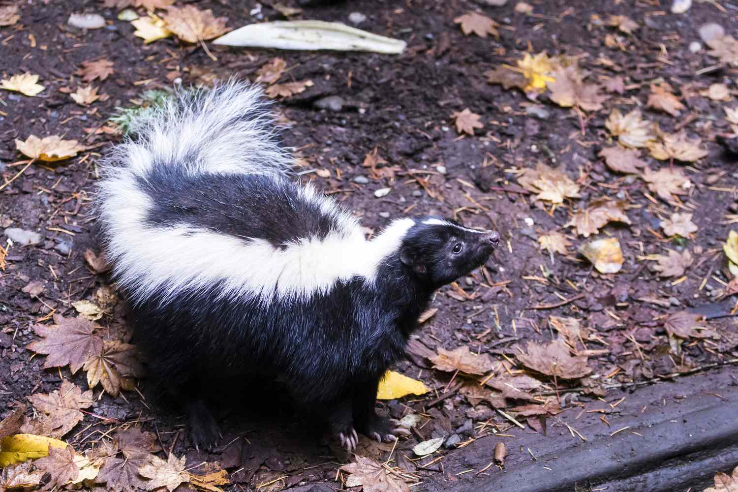 Une mouffette dans les bois avec une fourrure noire et des rayures blanches sur le dos et la queue 