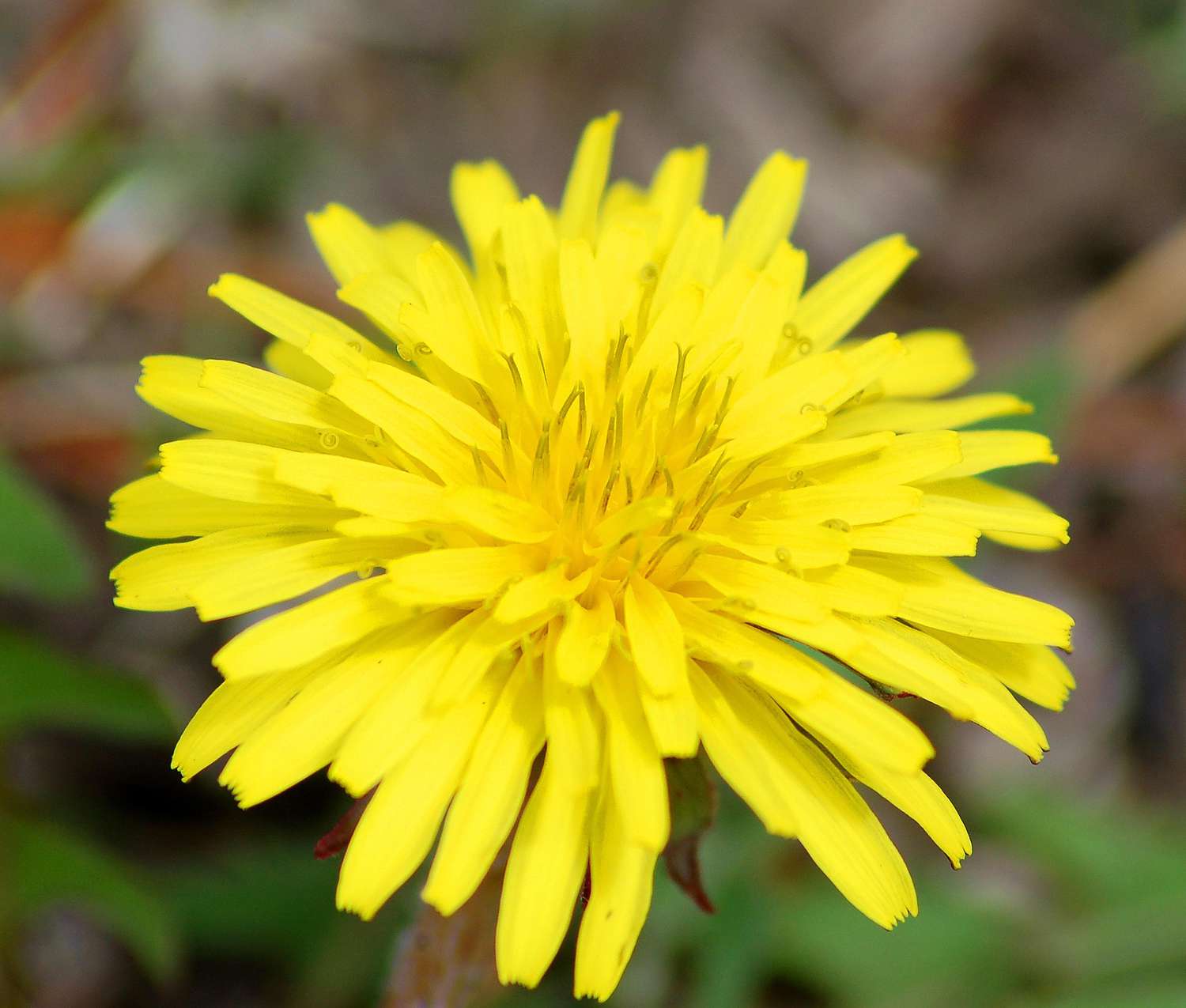 Löwenzahnblüte in Großaufnahme.