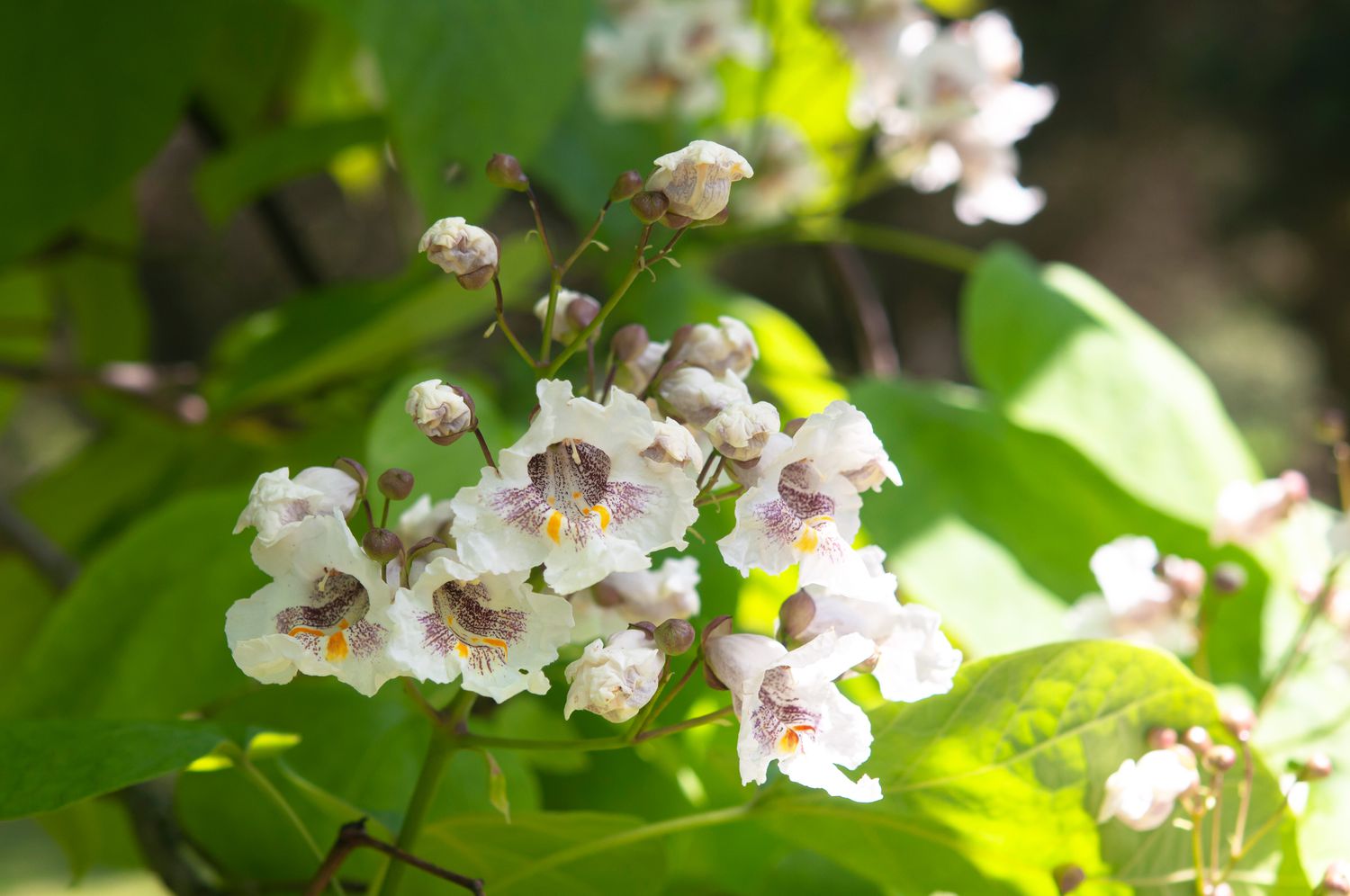 Nördlicher Catalpa-Baum mit kleinen weißen Blüten und Knospen für Kolibris 