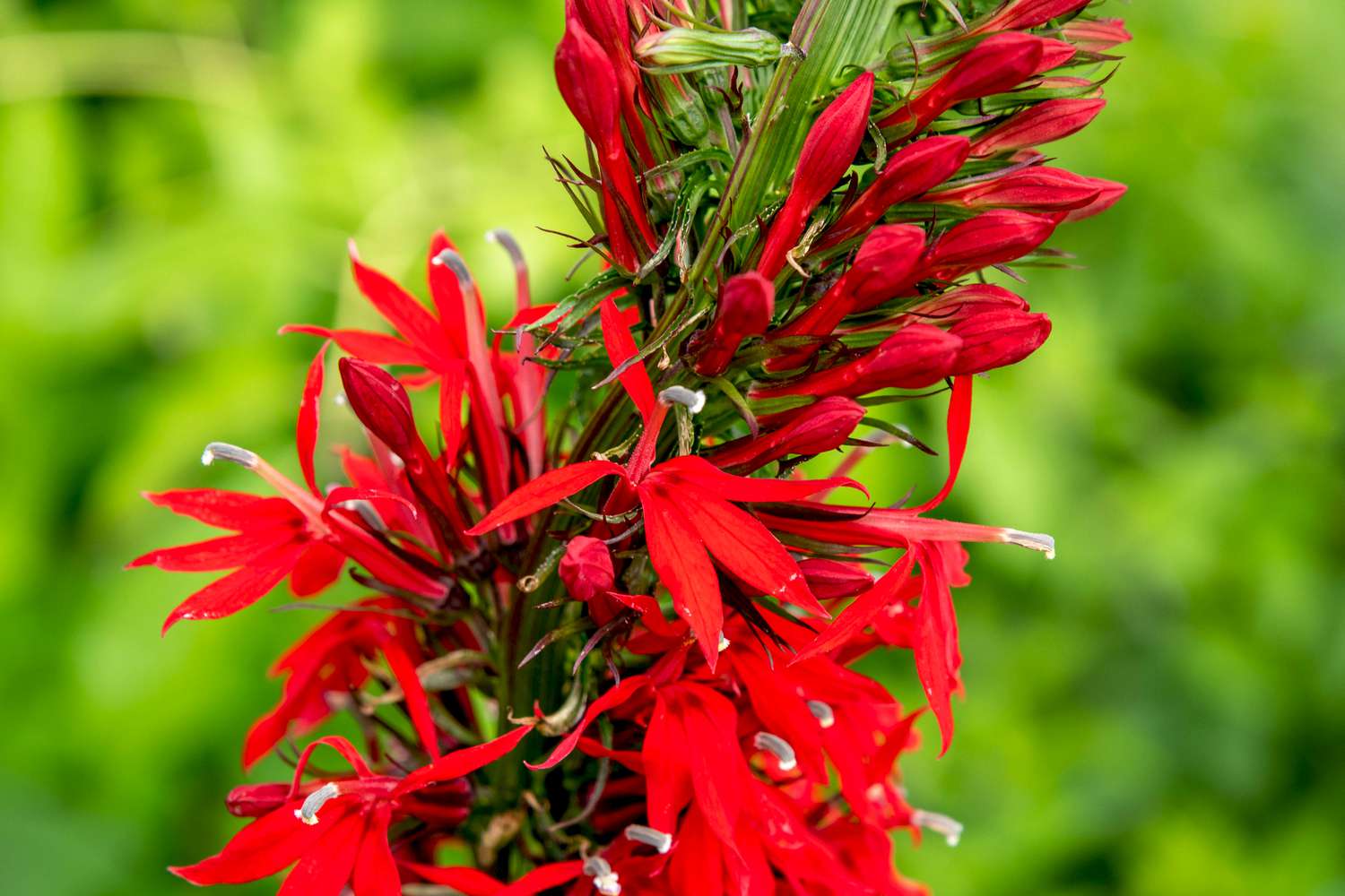 Kardinalsblütenzweig mit leuchtend roten Blütenblättern und Knospen in Nahaufnahme