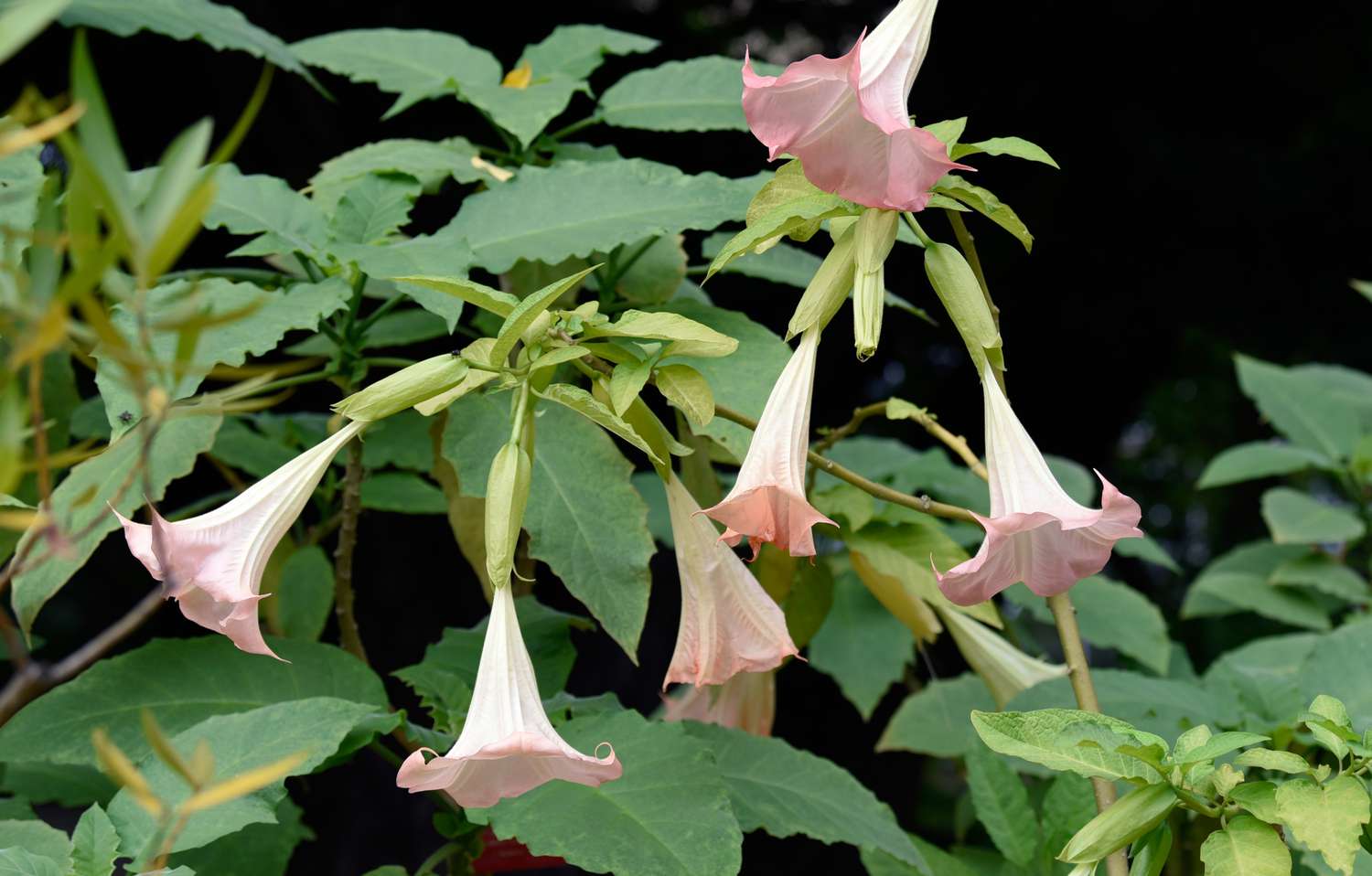 Light pink and white angel's trumpet plant hanging from shrub