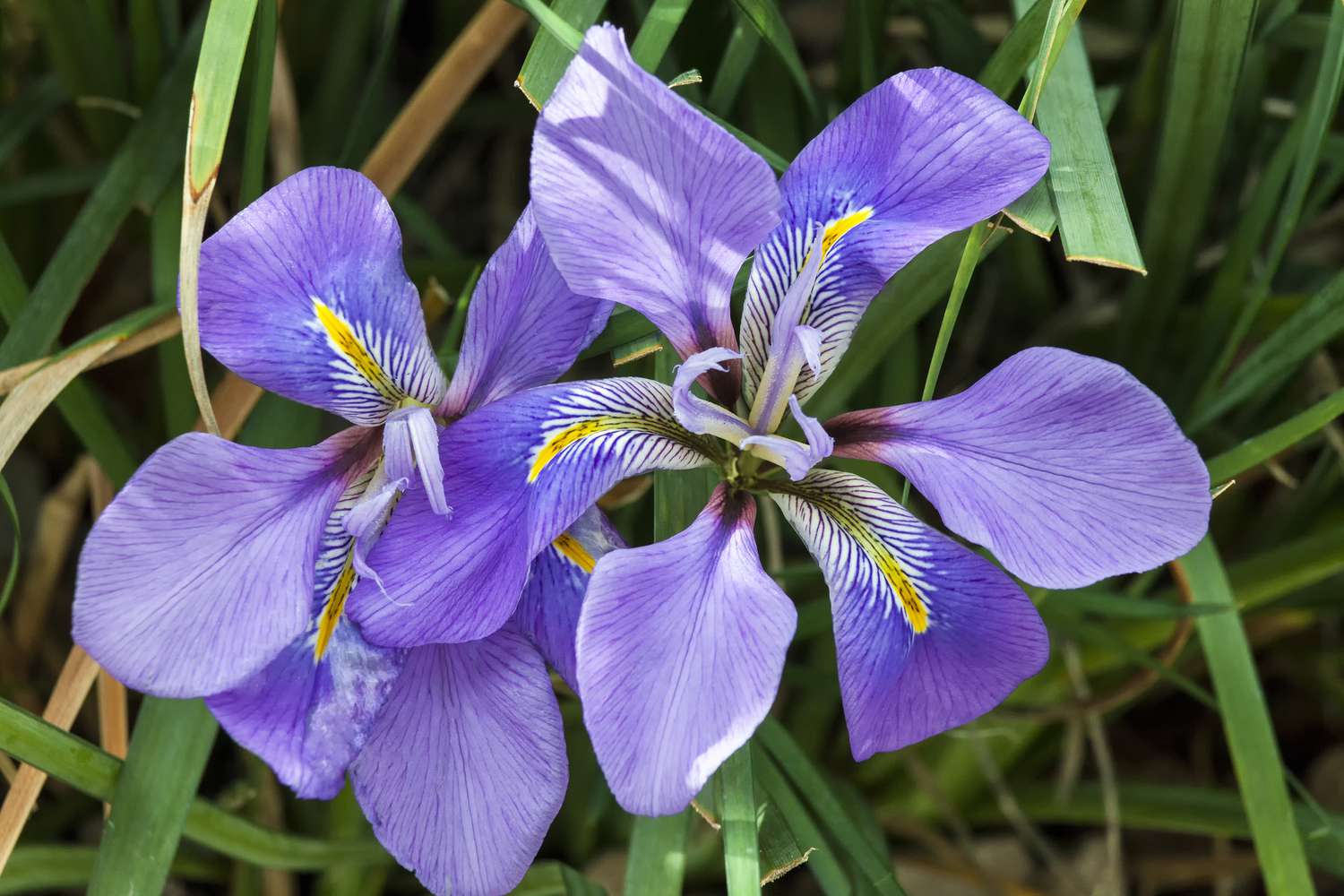 Iris unguicularis