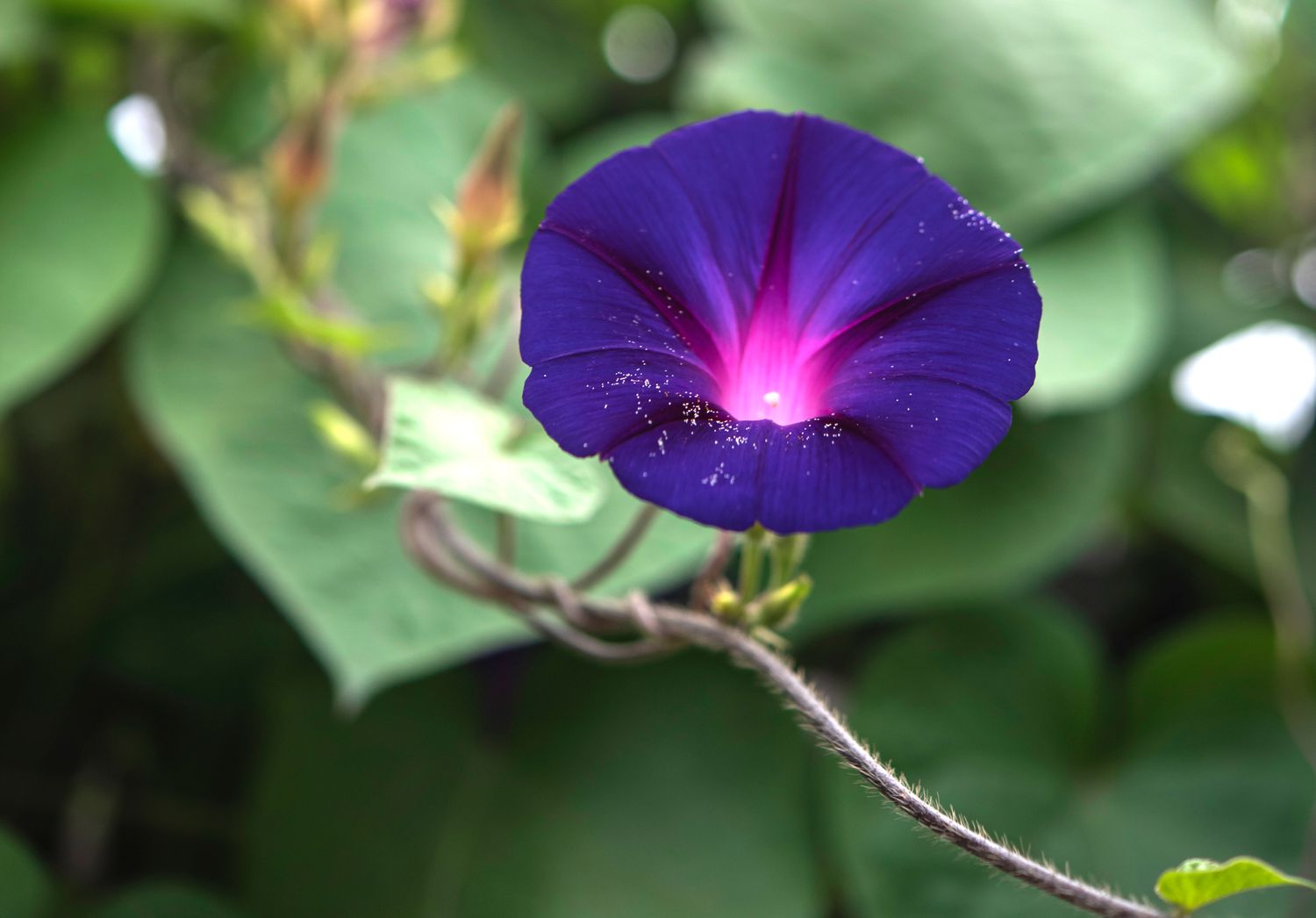 Prunkwinde mit violetter Blüte und Pollen in Nahaufnahme