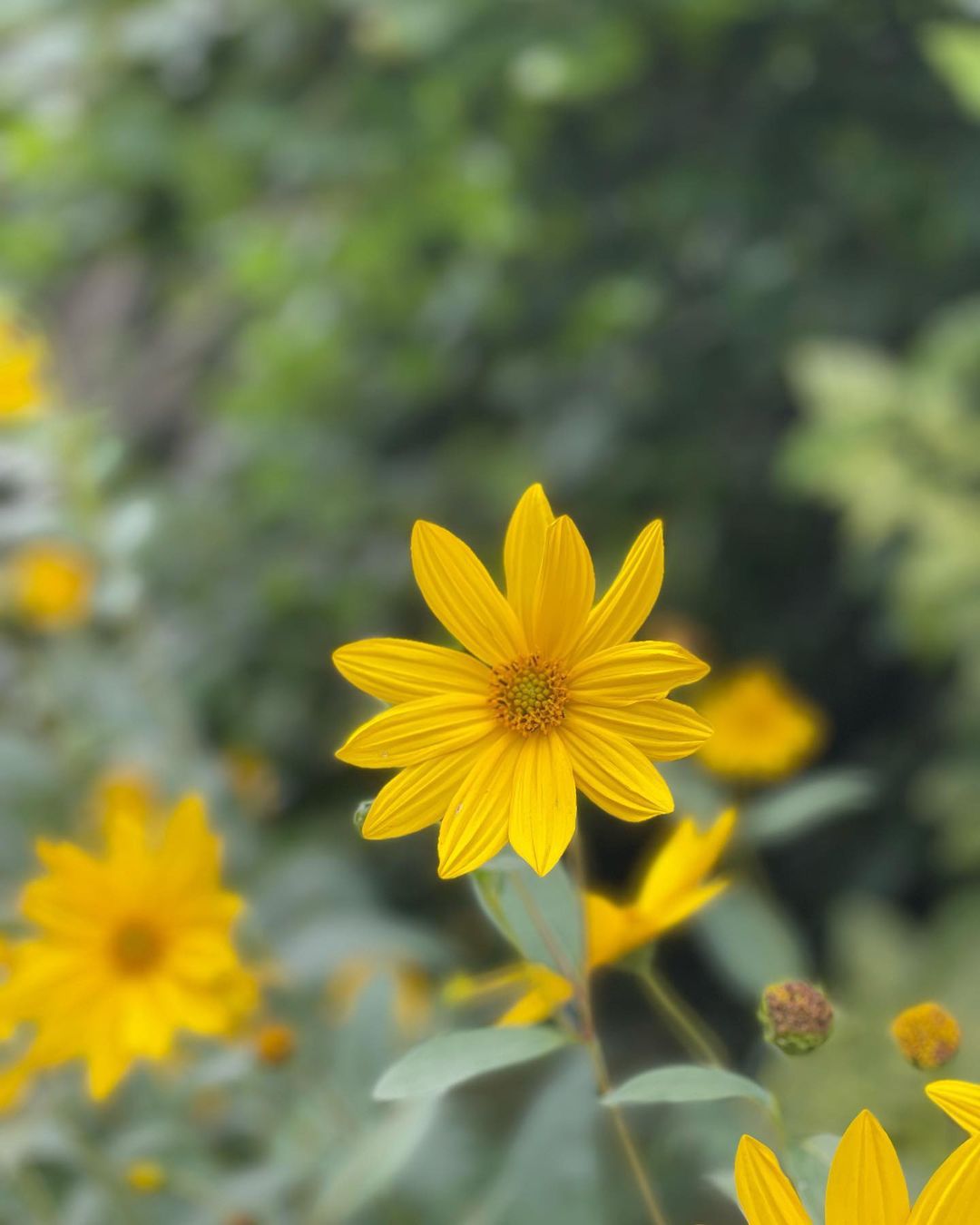 Westliche Sonnenblume, im Vordergrund des Feldes