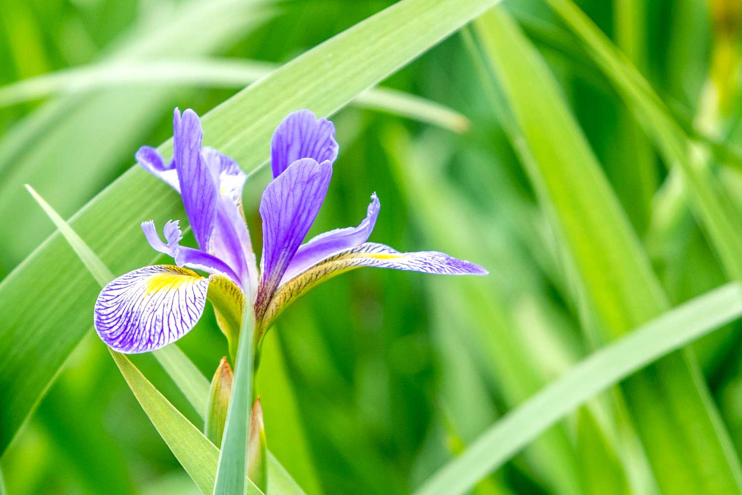 Anbau und Pflege der Nördlichen Blauen Flagge