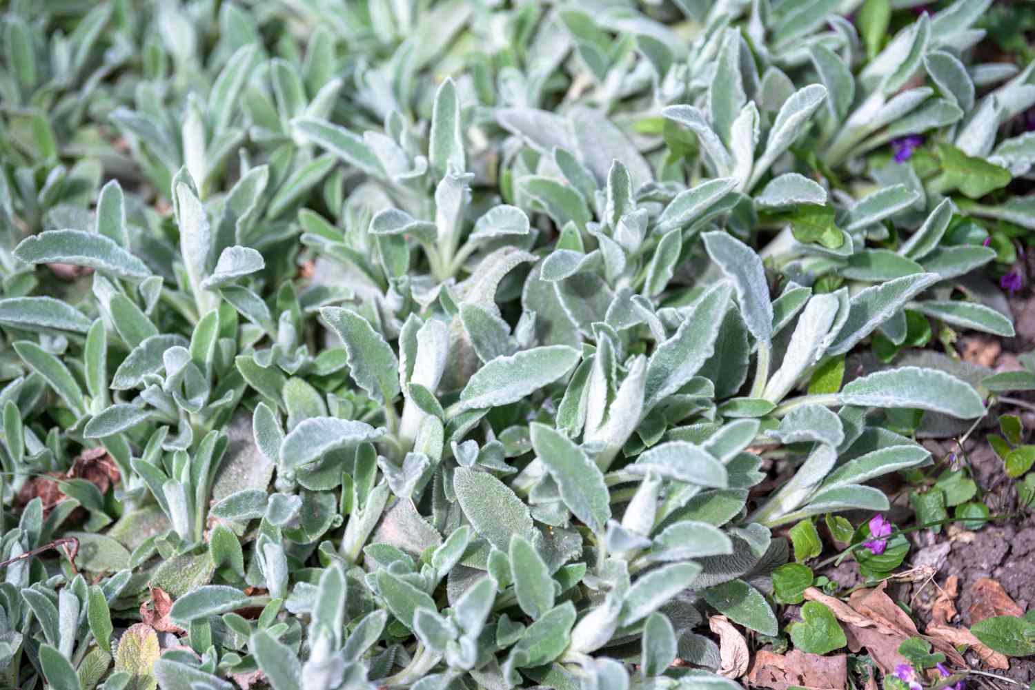 Lamb's ear with silvery-green leaves covering the ground