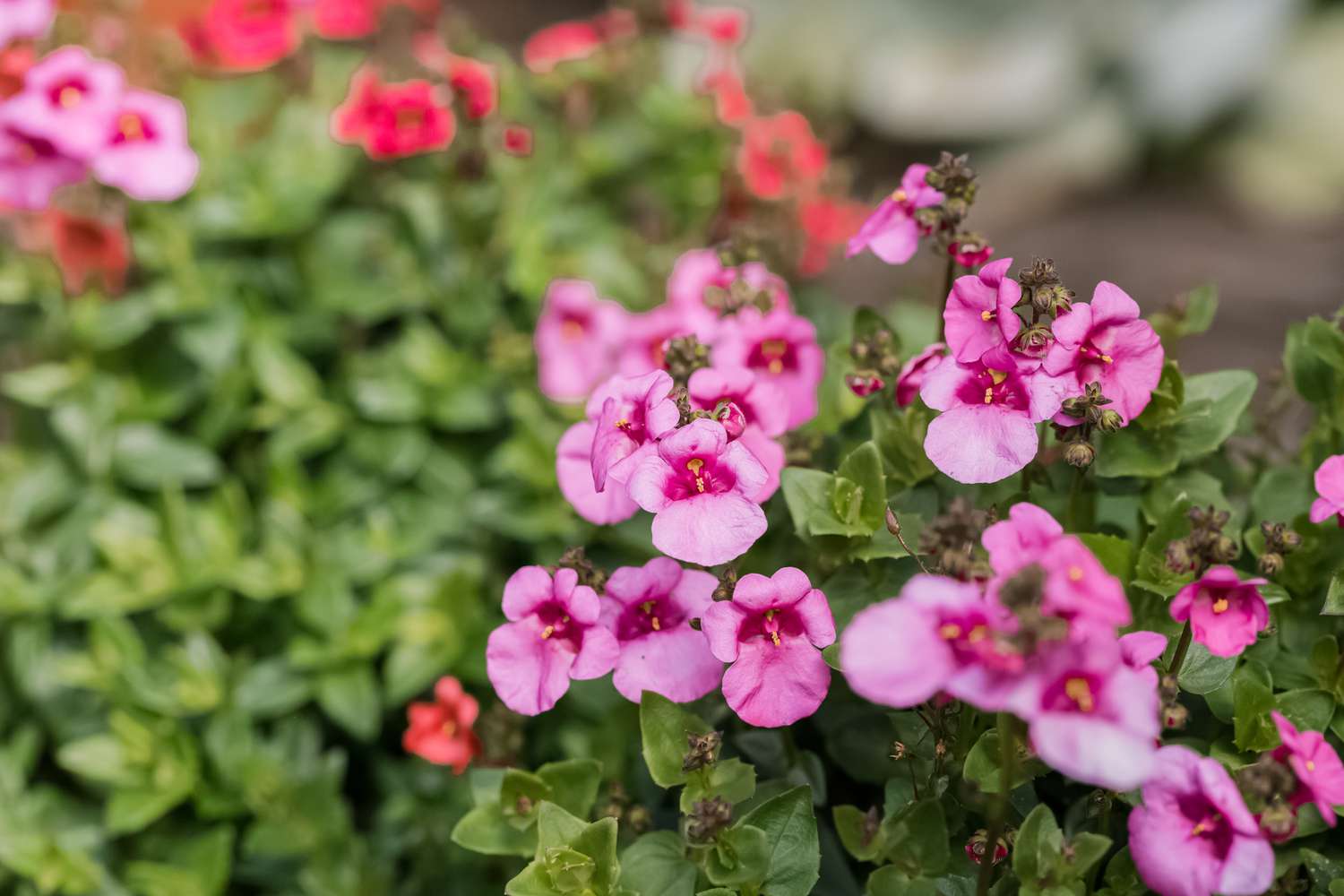 closeup of diascia flowers