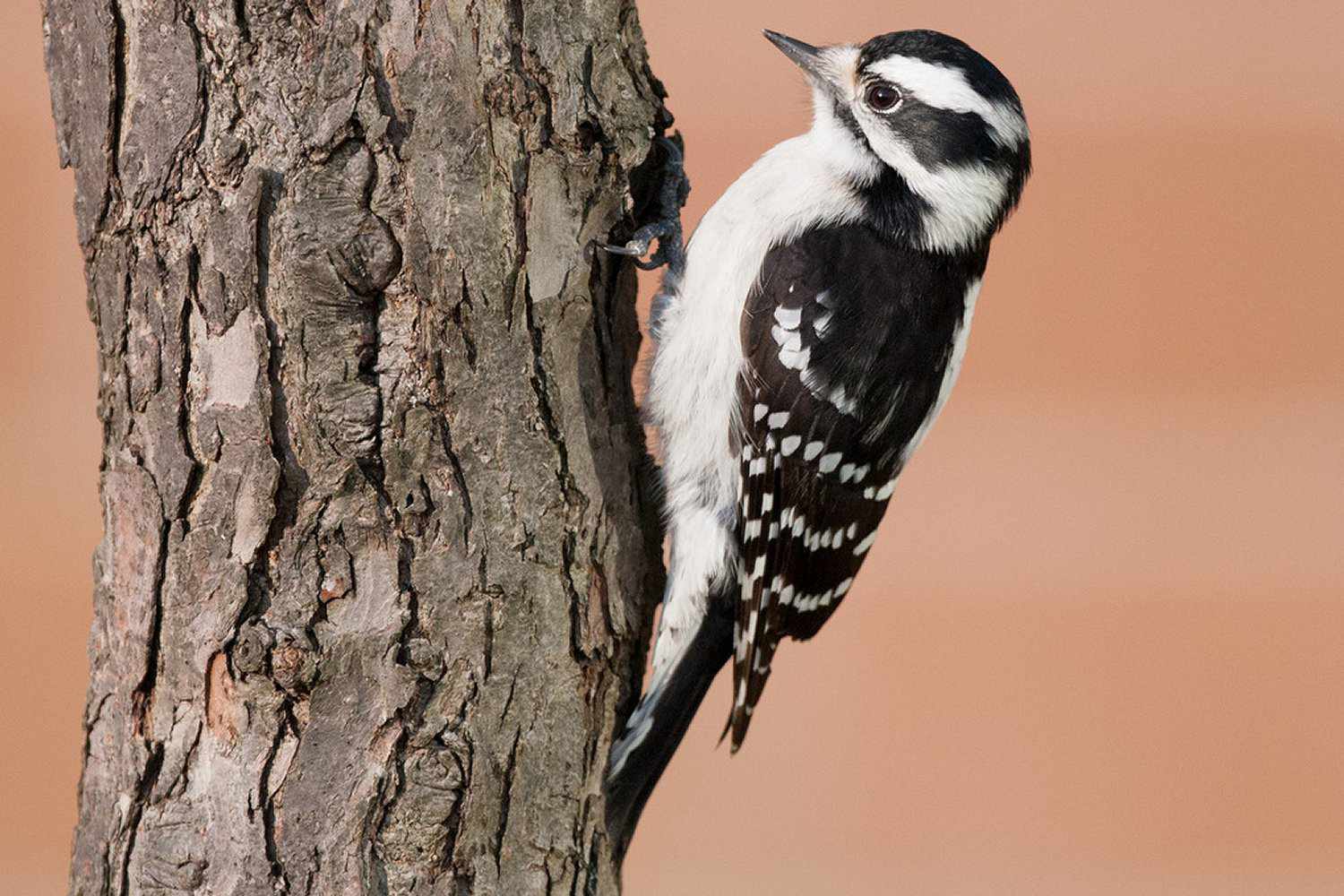 Downy Woodpecker - Fêmea
