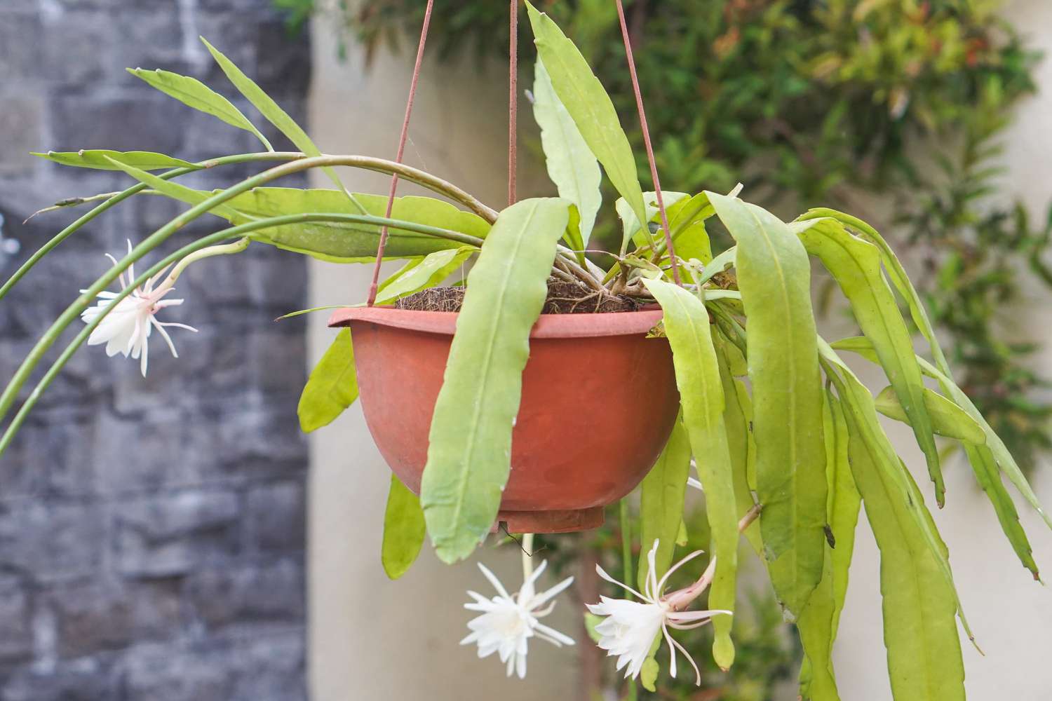 Cómo cultivar y cuidar Epiphyllum (cactus orquídea)