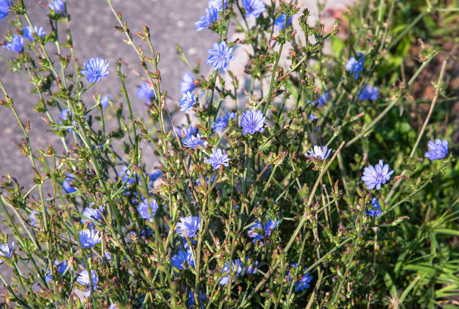 Flores silvestres de achicoria con pequeños pétalos azules sobre tallos finos