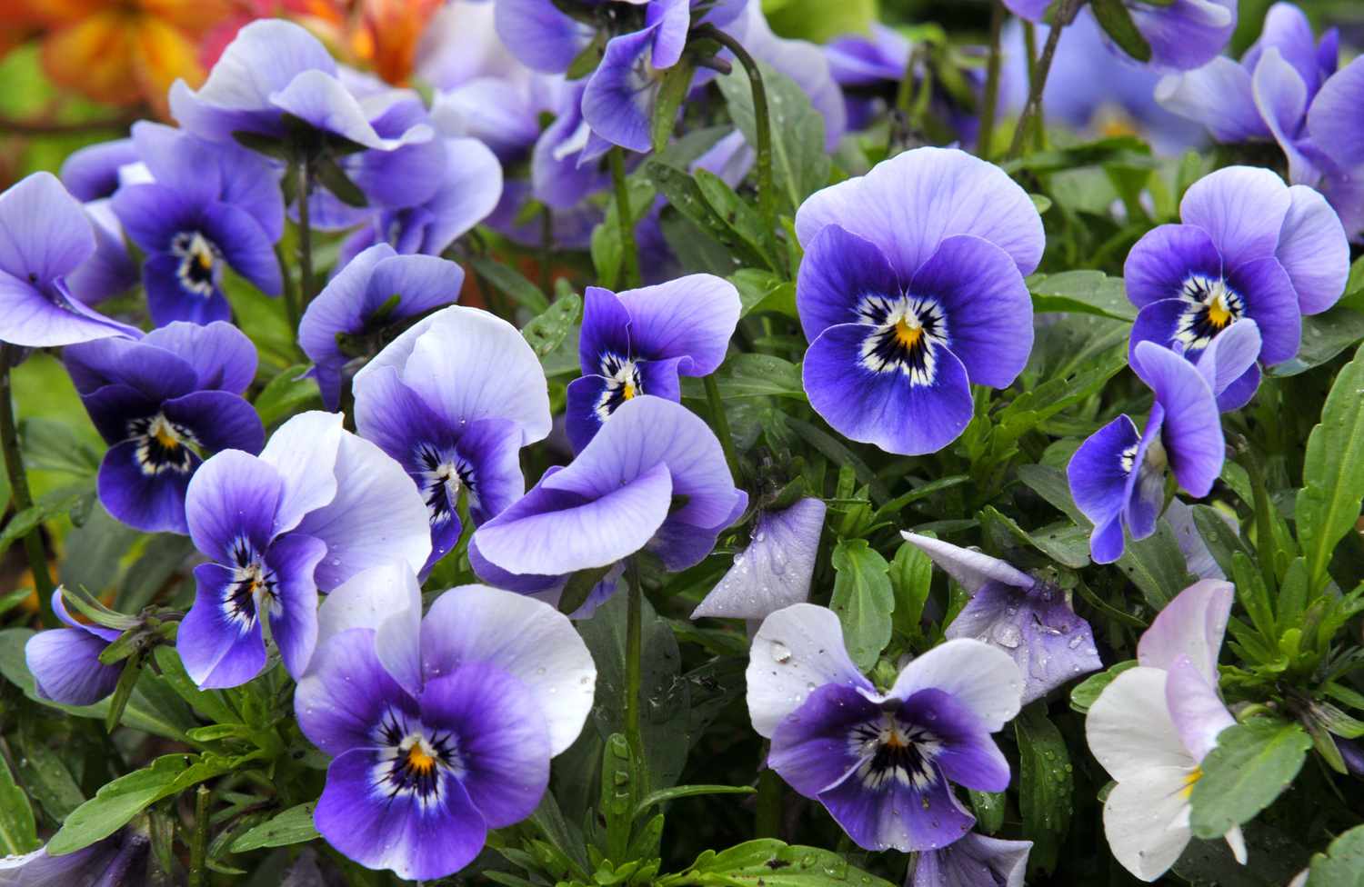 Pansy plant with purple and white flowers closeup